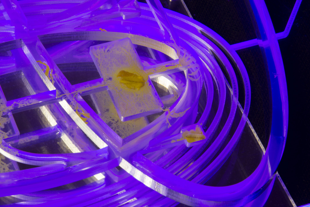 An image of an round purple apparatus with glowing yellow mold growing on it