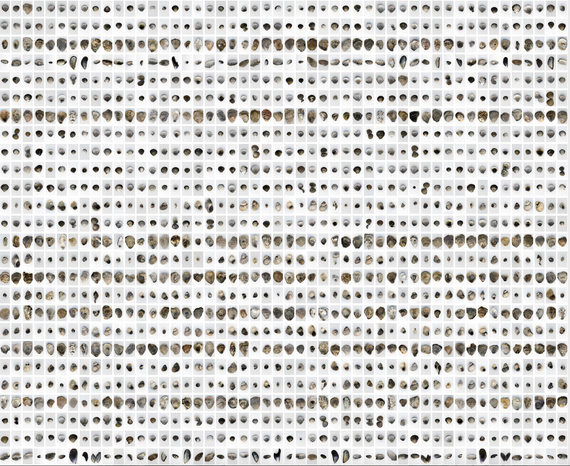 A large grid of images of shells colored various shades of gray