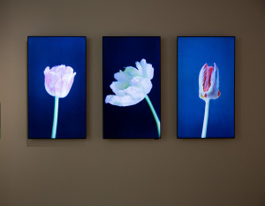 Three screens displaying images of digitized tulips