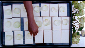 A hand passes over white rose petals laid out on sheets of white paper