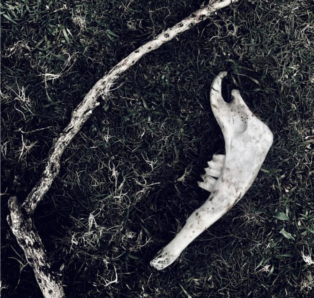 A black and white photograph of an animal's jawbone on grass