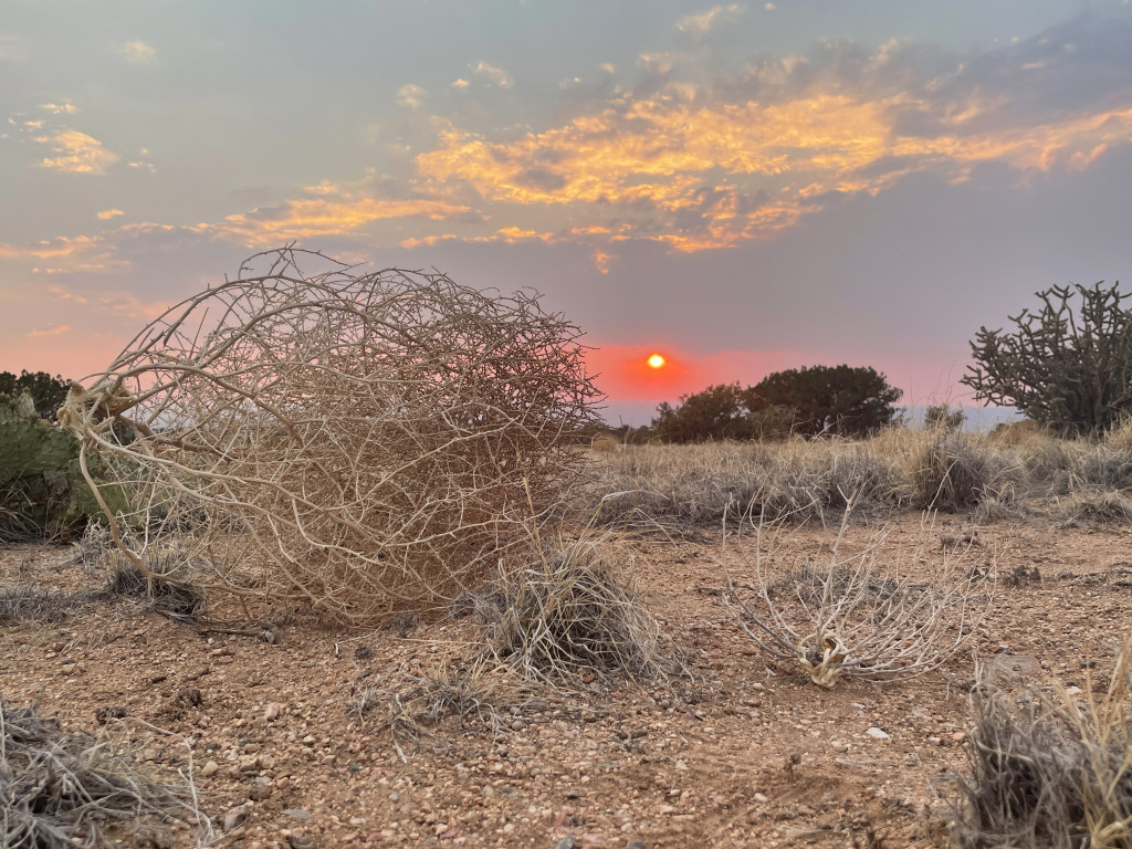 A photograph of tumbleweeds in a dirt field with occasional low shrubs. The sun is low and red in a cloudy sky