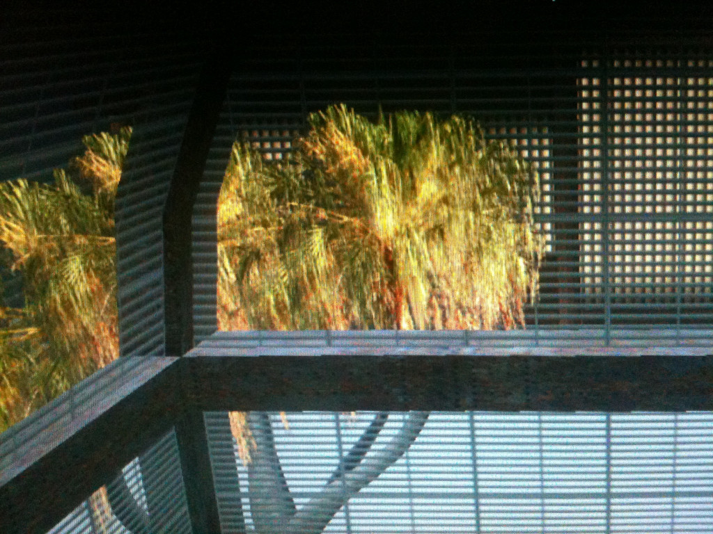 A digital image of palms visible through a glass window covered with metal grates