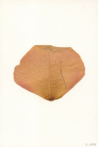 A brownish-pink flower petal photographed on an eggshell background