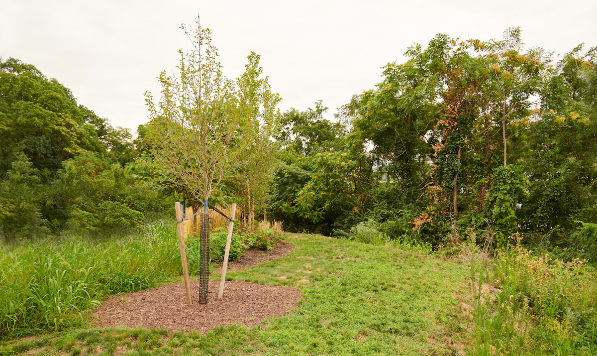 A sapling growing in a patch of mulch amid a grove of grass and shrubbery