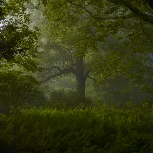A photograph of a forest, where the green of the trees and the brush blur in the mist