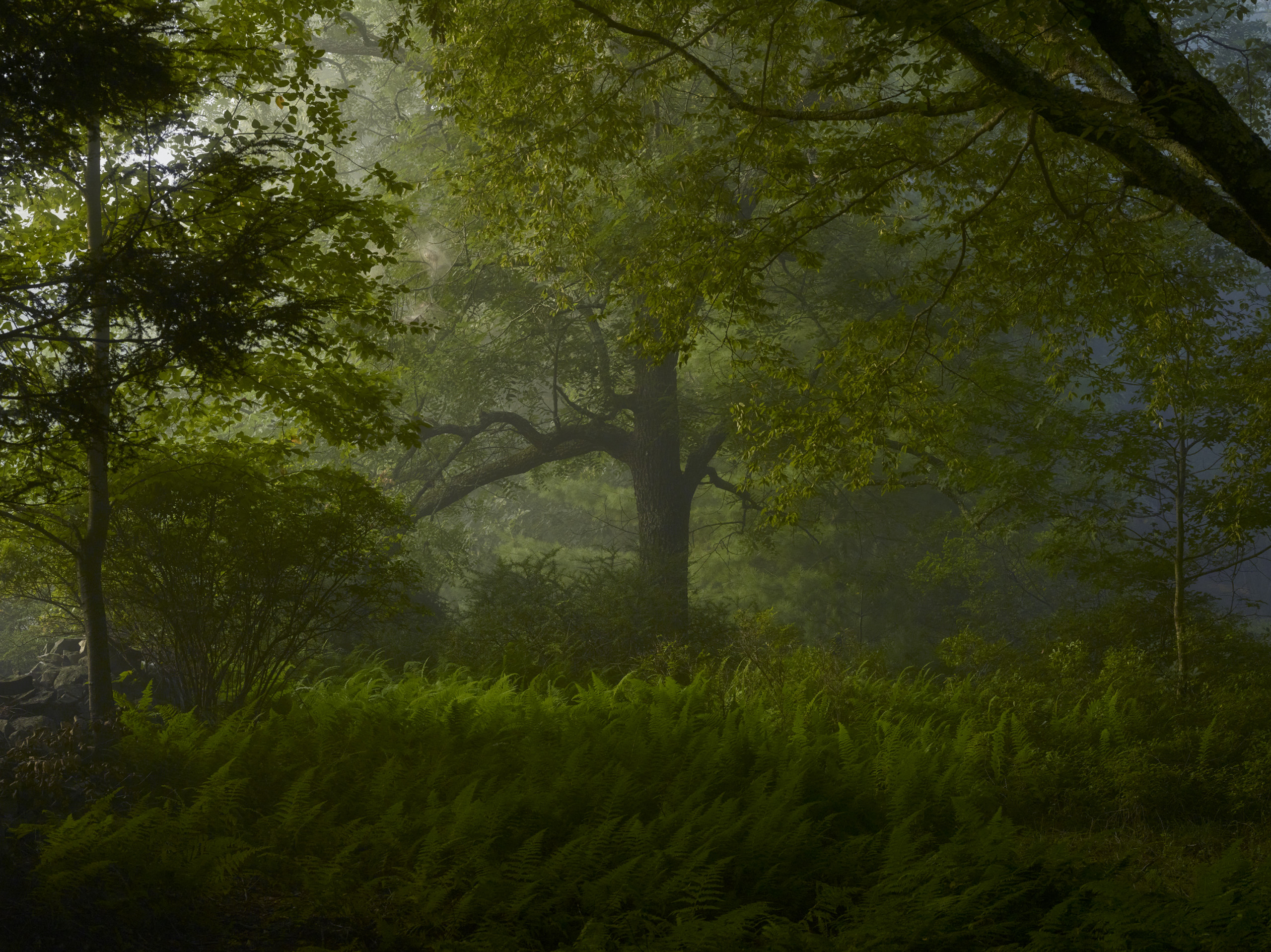 A photograph of a forest, where the green of the trees and the brush blur in the mist