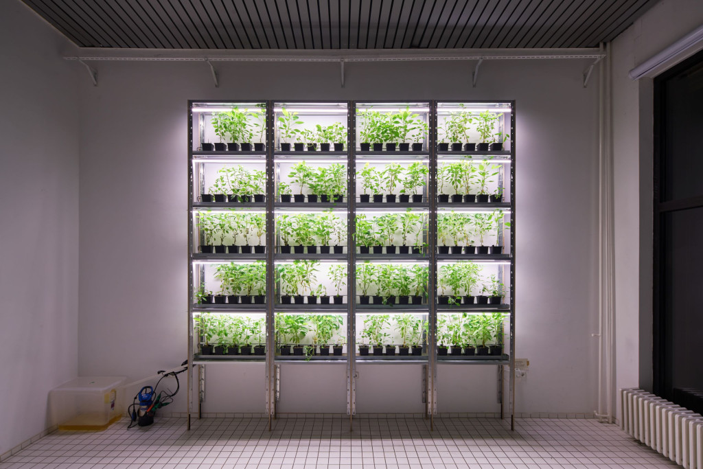Dozens of growing green plants fill a brightly lit rack in a white tiled room