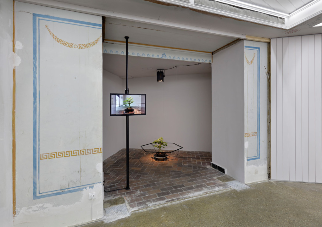 A view of a small room in a corner with a bonsai tree in a planter; a monitor attached to a pole shows a live feed of the same tree from another angle